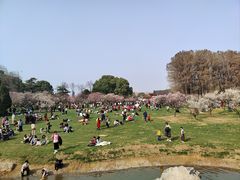 -东湖磨山景区樱花园-停车场