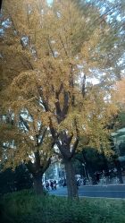 -北京市石景山区妇幼保健院