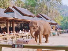 -野象谷景区