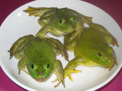 美蛙-麻辣巅峰美蛙鱼头火锅(犀浦店)