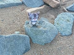 -龍歌自助小火锅(李沧丽达店)