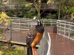 -新加坡飞禽公园