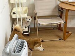 -是阿柴呀！柴犬咖啡·爱喵喵猫咖