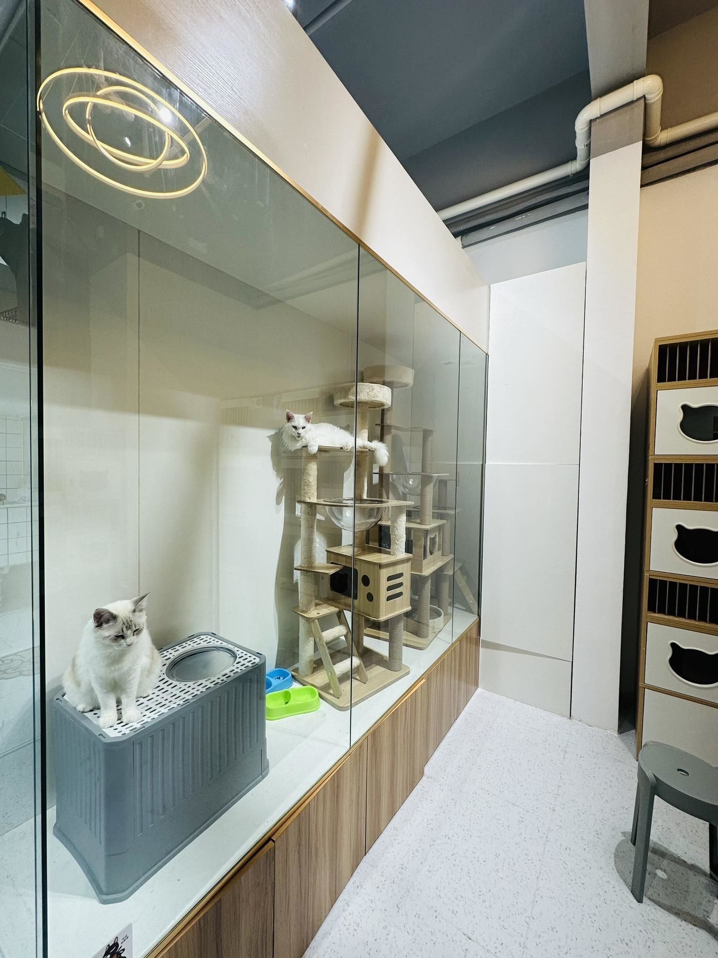 一个设计装修上下功夫的宠物店,加入造型,装饰,布局,装修效果出来了