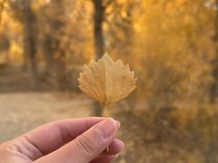 -金塔沙漠胡杨林景区