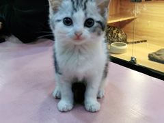 -喵百万·布偶·蓝金金渐层英短·猫舍(百子湾店)