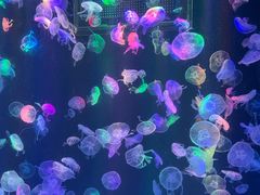 -海合安成都极地海洋公园