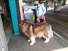 -中环5号码头