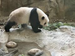 -深圳野生动物园