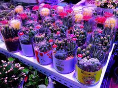 -大自然花鸟鱼虫市场