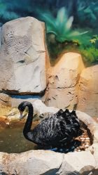 -酷嗒动物文化乐园(cutezoo西溪乐天城店)