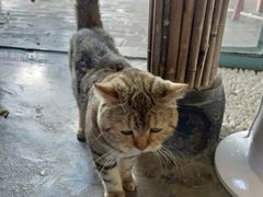 -喵屿·大理花园猫咖