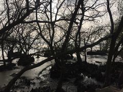 -宝安西湾红树林湿地公园