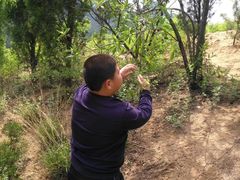 -鲁山国家森林公园