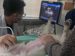 -佳雯宠物医院·皮肤科·内外科(春晓路分院)