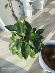-HEYAN荷妍专业脱毛连锁机构