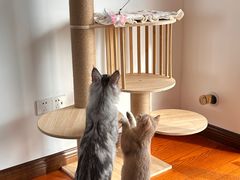 -喵zoo家庭繁育猫舍(尖东智能花园店)