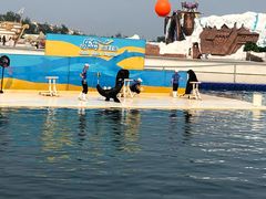 -秦皇岛乐岛海洋王国