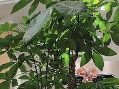 -鹿港小镇(黄金店)