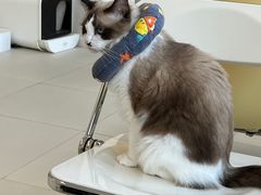 -怪兽屋·羊驼·猫咖·狗咖(俊华广场店)