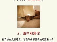 -宠物寄养训练学校