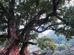 -杨家堂村