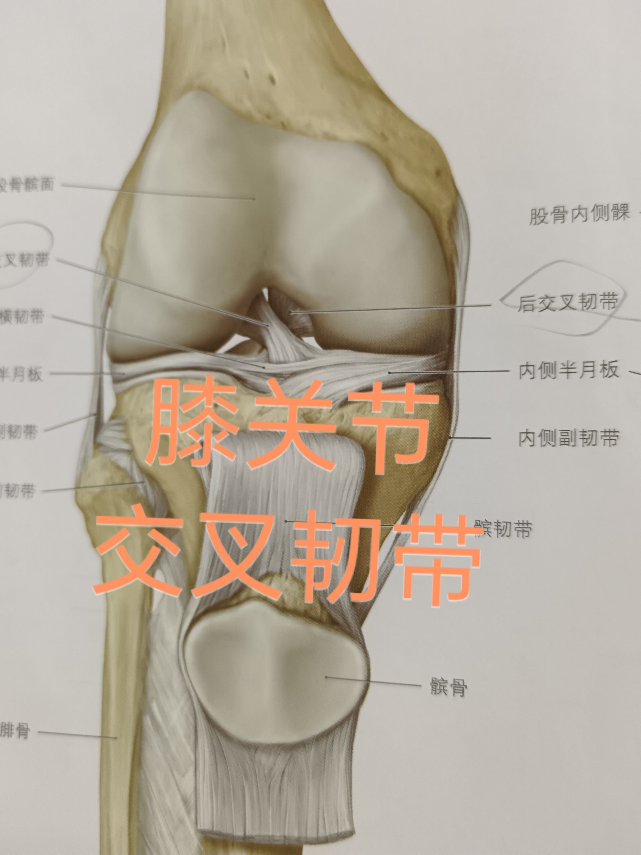 后交叉韧带图片