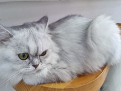 -Heymao猫咖.咖啡厅(东门店)