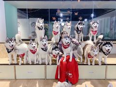 -Husky Go! 哈士奇体验馆·宠物咖啡厅狗咖