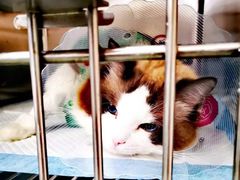 -康乐宝动物医院