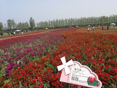 -荷兰花海