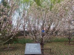 -元大都城垣遗址公园