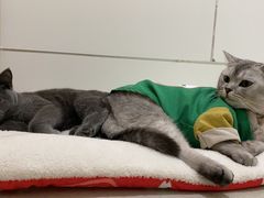 -北京恒爱动物医院(清景园分院)