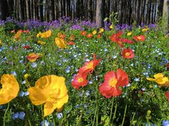 -上海共青森林公园