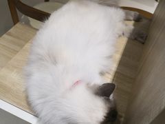 -藏猫猫咖啡主题馆(中央大道店)
