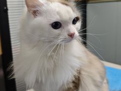 -伟伟宠物医院·CT影像中心·瑞派犬猫综合性门诊(汉口总院)
