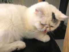 -平行世界·猫咖(首经贸店)