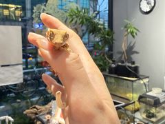-酷以爬仙阁实体爬宠店·守宫·蜥蜴·专业繁育