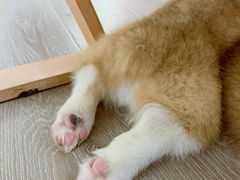 -浣熊柯尔鸭土拨鼠·电玩咖