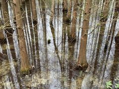 -桤木河湿地公园