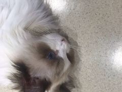 -藏猫猫咖啡主题馆(中央大道店)