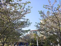 -高东镇樱花园