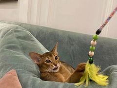 -袖虎·猫馆(体育西路店)