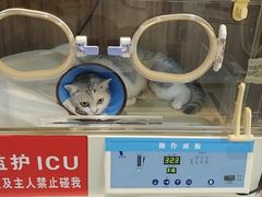 -御宝贝·A梦猫科宠物医院(国际猫友好医院)