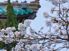 -武汉大学-樱园