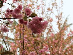 IMG_3372-西安青龙寺遗址景区