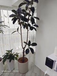 -HEYAN荷妍专业脱毛连锁机构