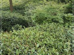 -村理食堂(小茅山脚店)