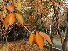 -苏州河梦清园环保主题公园