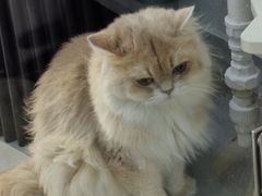 -琪喵猫屋·撸猫猫咖·猫舍